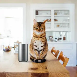 Aromaterapia a zwierzęta domowe. Co warto wiedzieć?