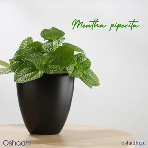 Mięta pieprzowa – naturalna pomoc na trawienie, bóle i … dokuczliwe insekty