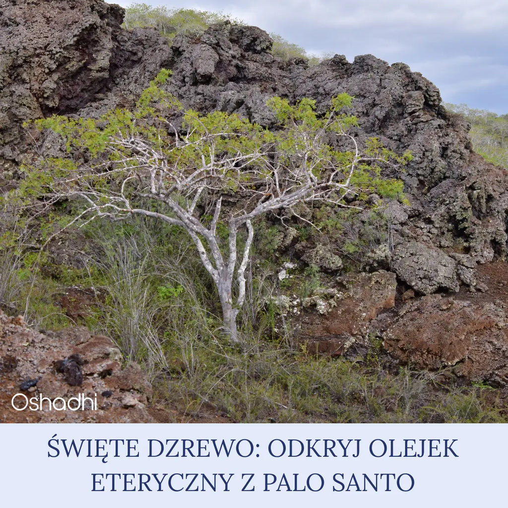 Święte drzewo, święty czas: odkryj olejek eteryczny z palo santo